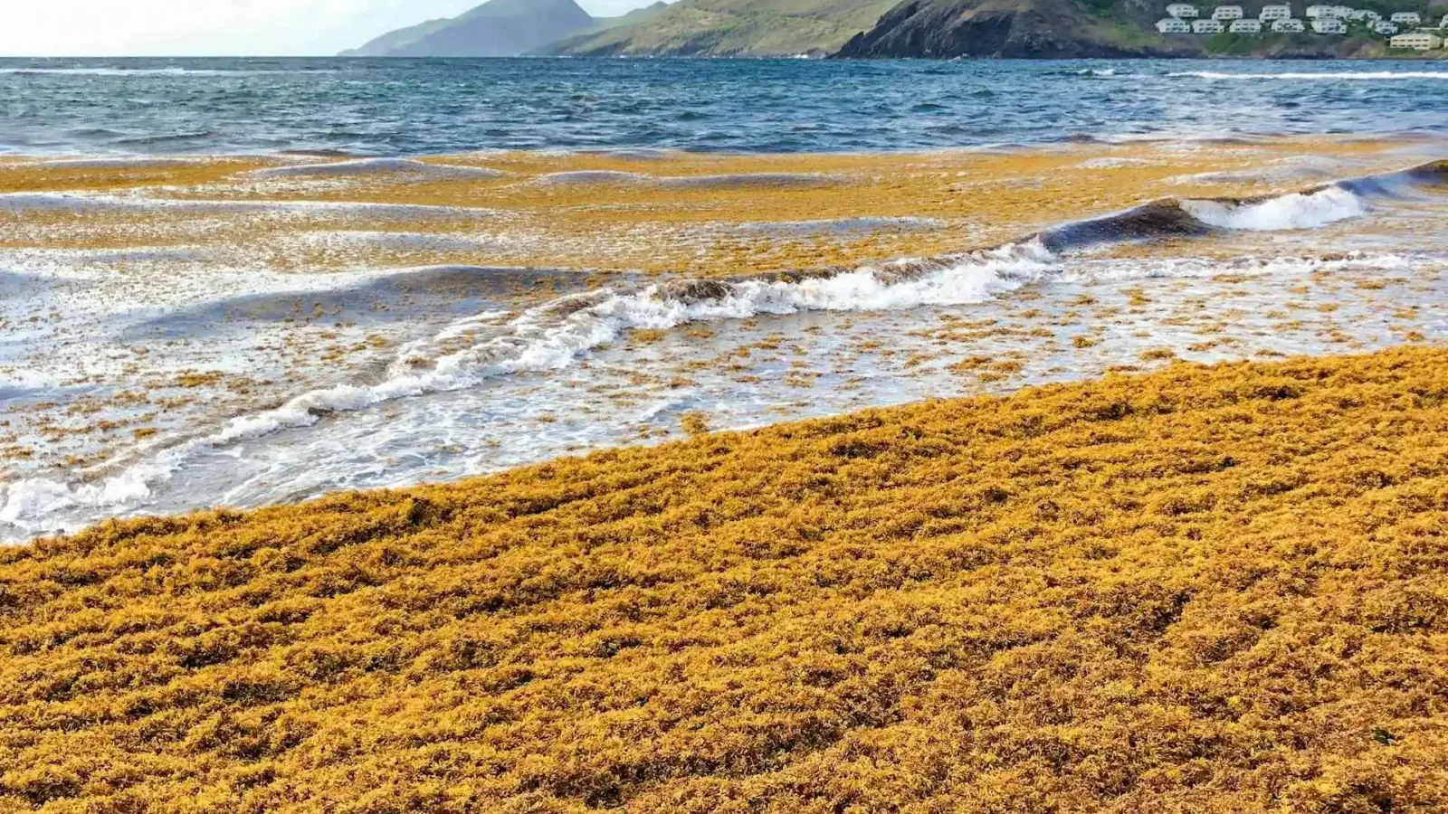 Beach on the island of St. Kitts
