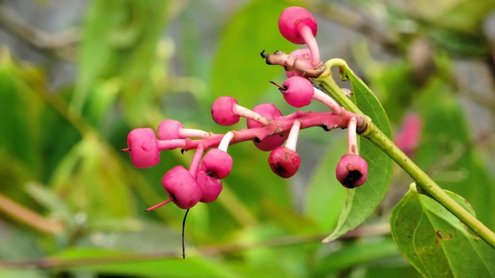 Coriaria nepalensis ecuador