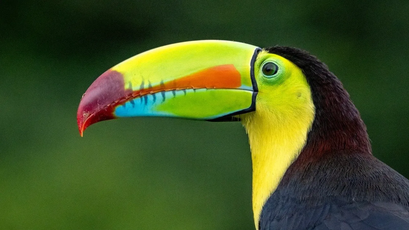 Bird in Costa Rica