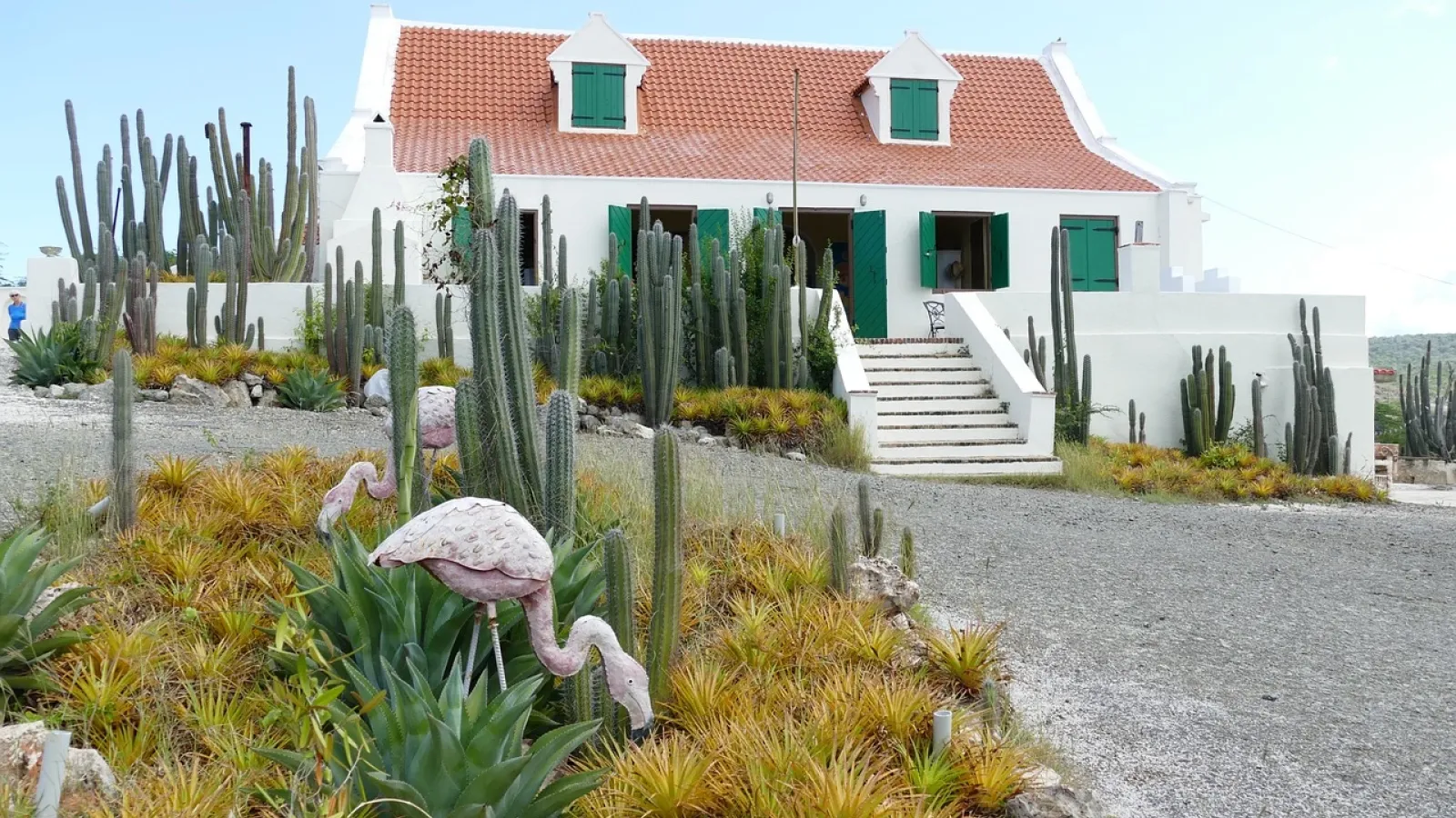 A restored Dutch colonial landhuis in Curacao, white with green shutters, above a cactus garden.