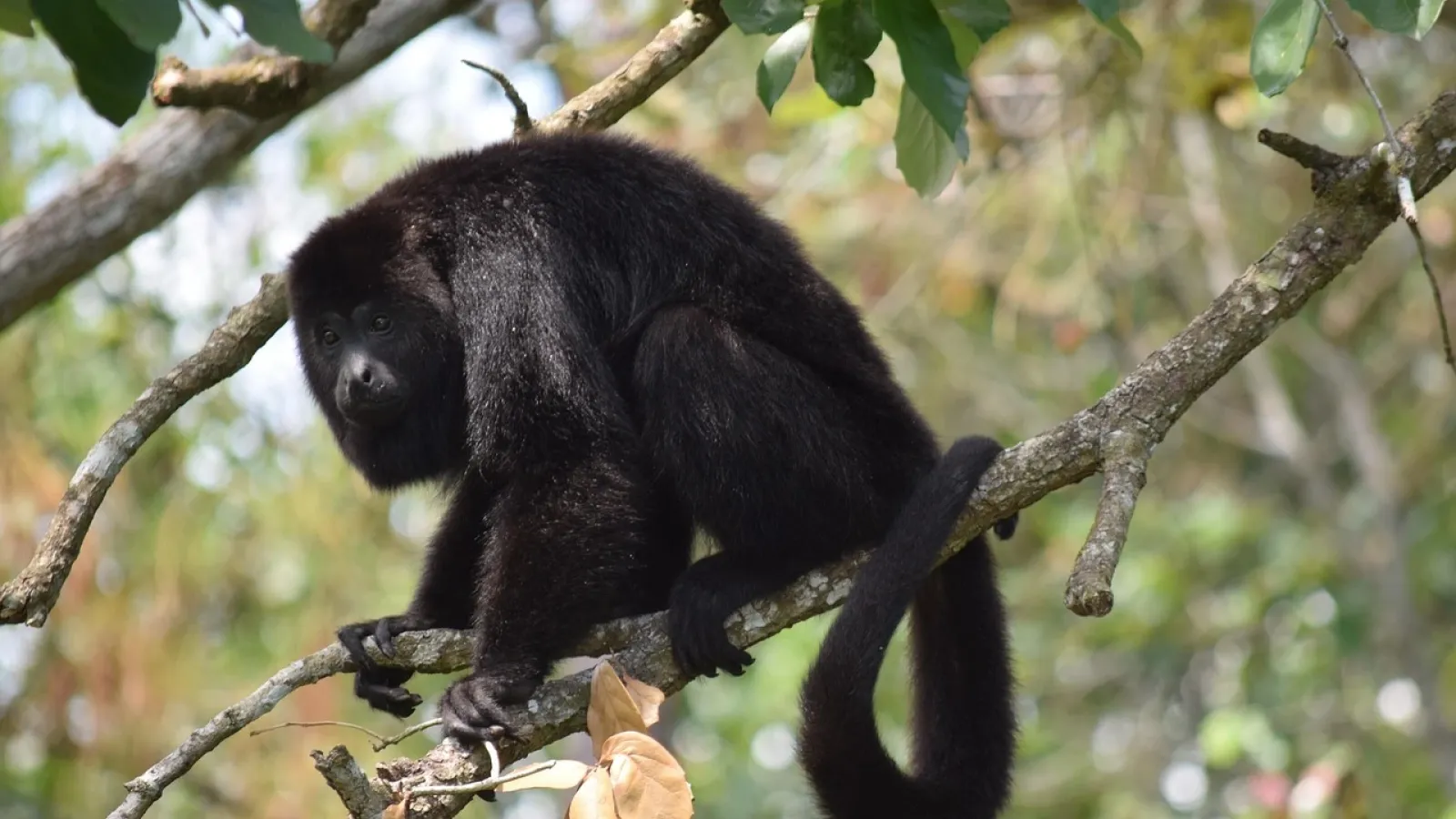 Howler monkey in Belize featured
