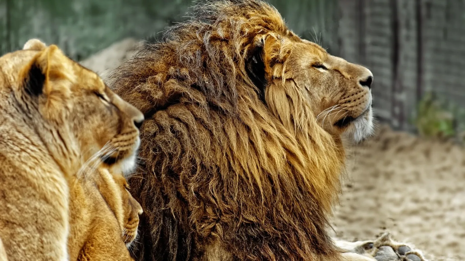 Male and a female Asiatic lion