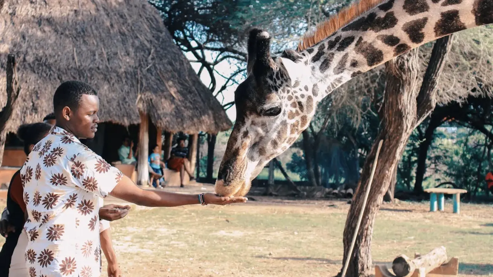 A man feeding a giraffe from his hand at a wildlife sanctuary in Kenya featured