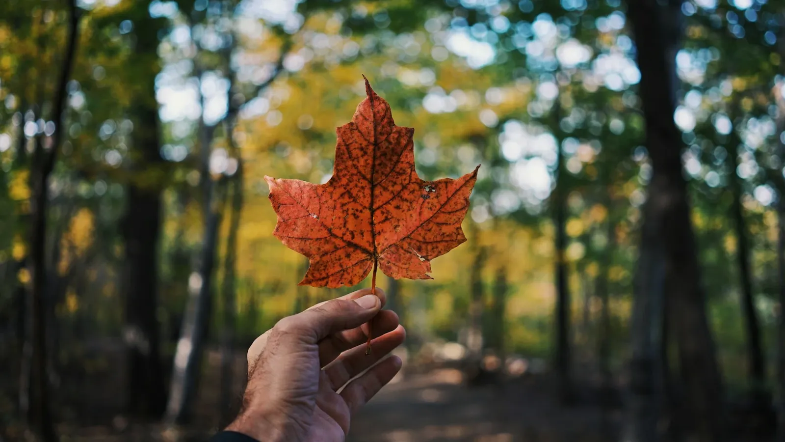 A marple leaf