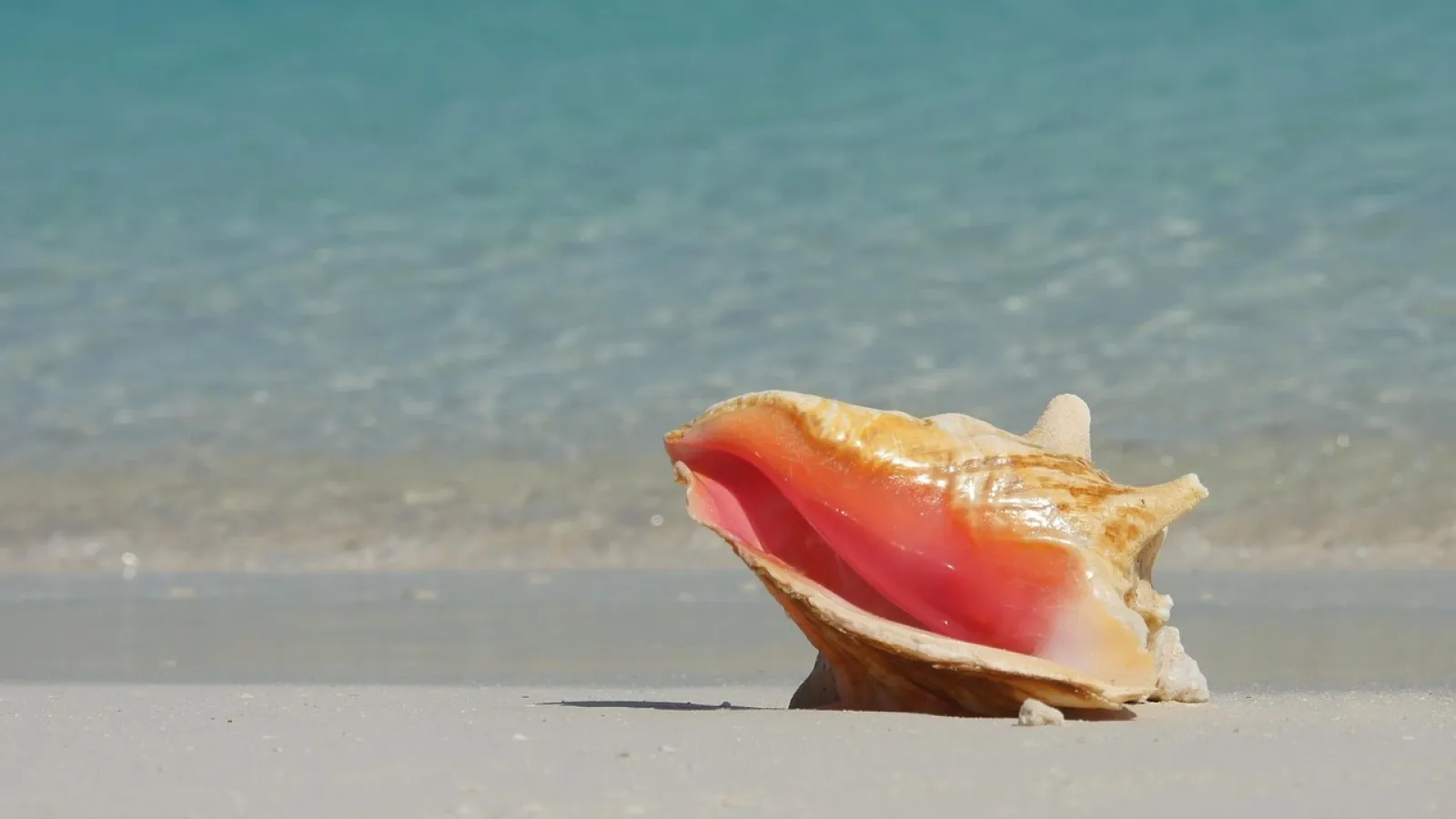 Queen conch shell
