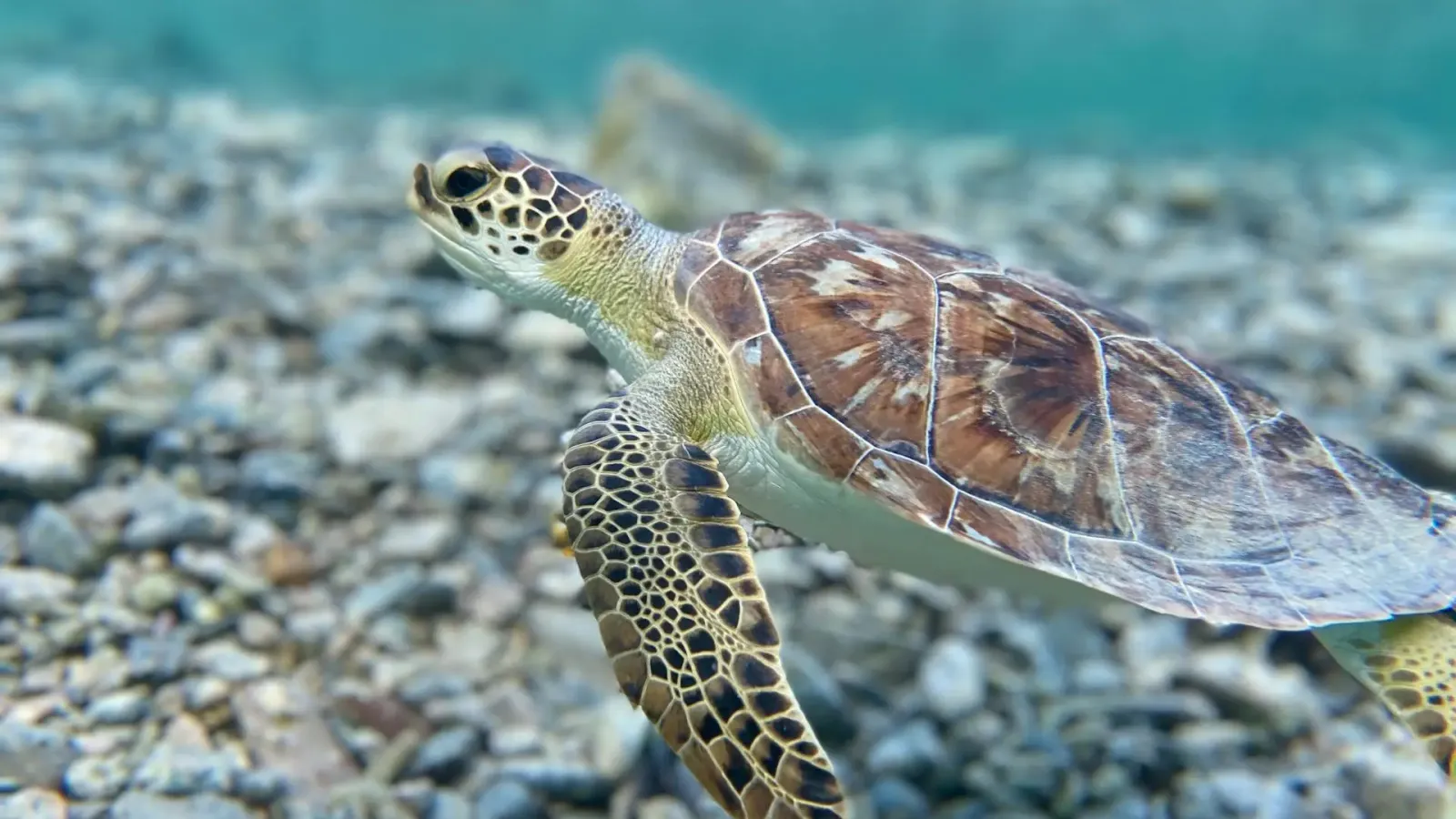 Sea turtle mexico