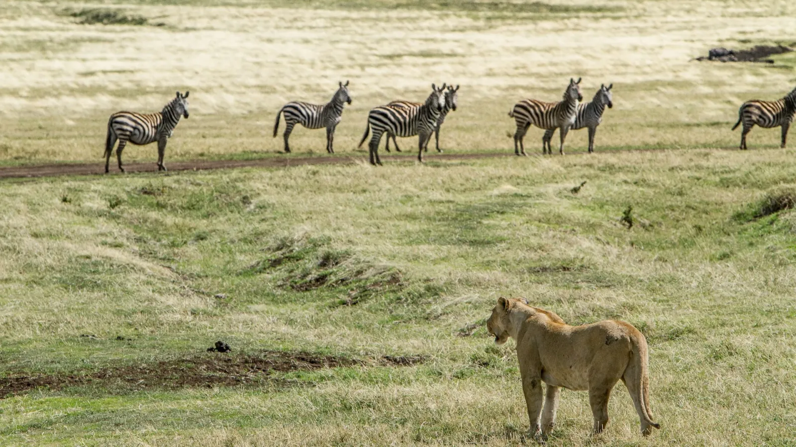 Serengeti National Park or the Ngorongoro Conservation Area in Tanzania featured