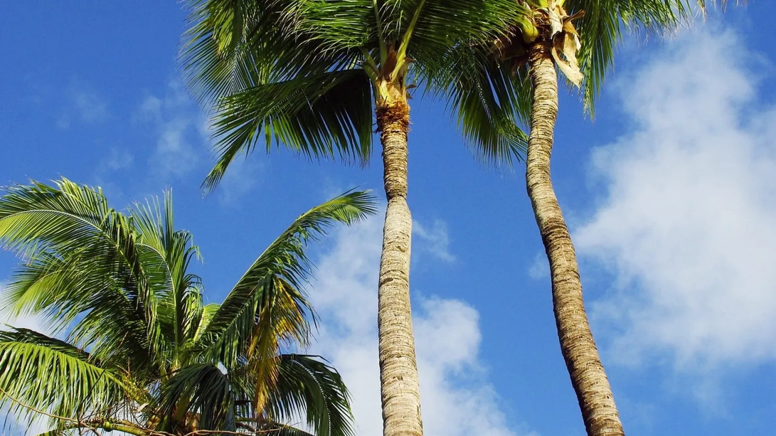 Several palm trees