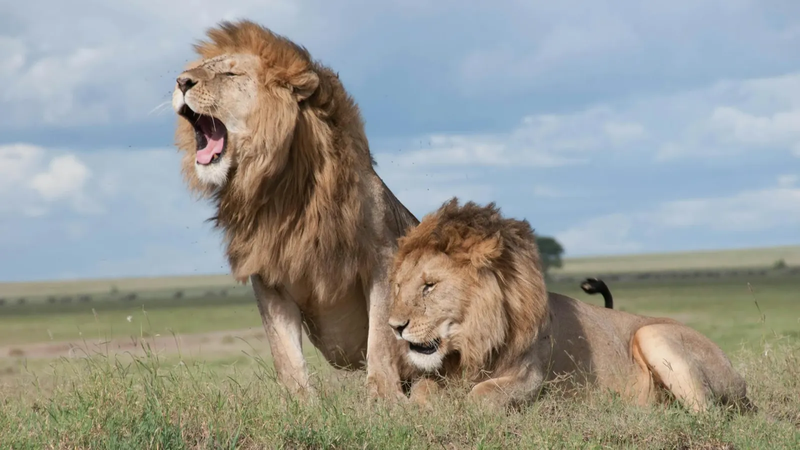 Lions in Tanzania