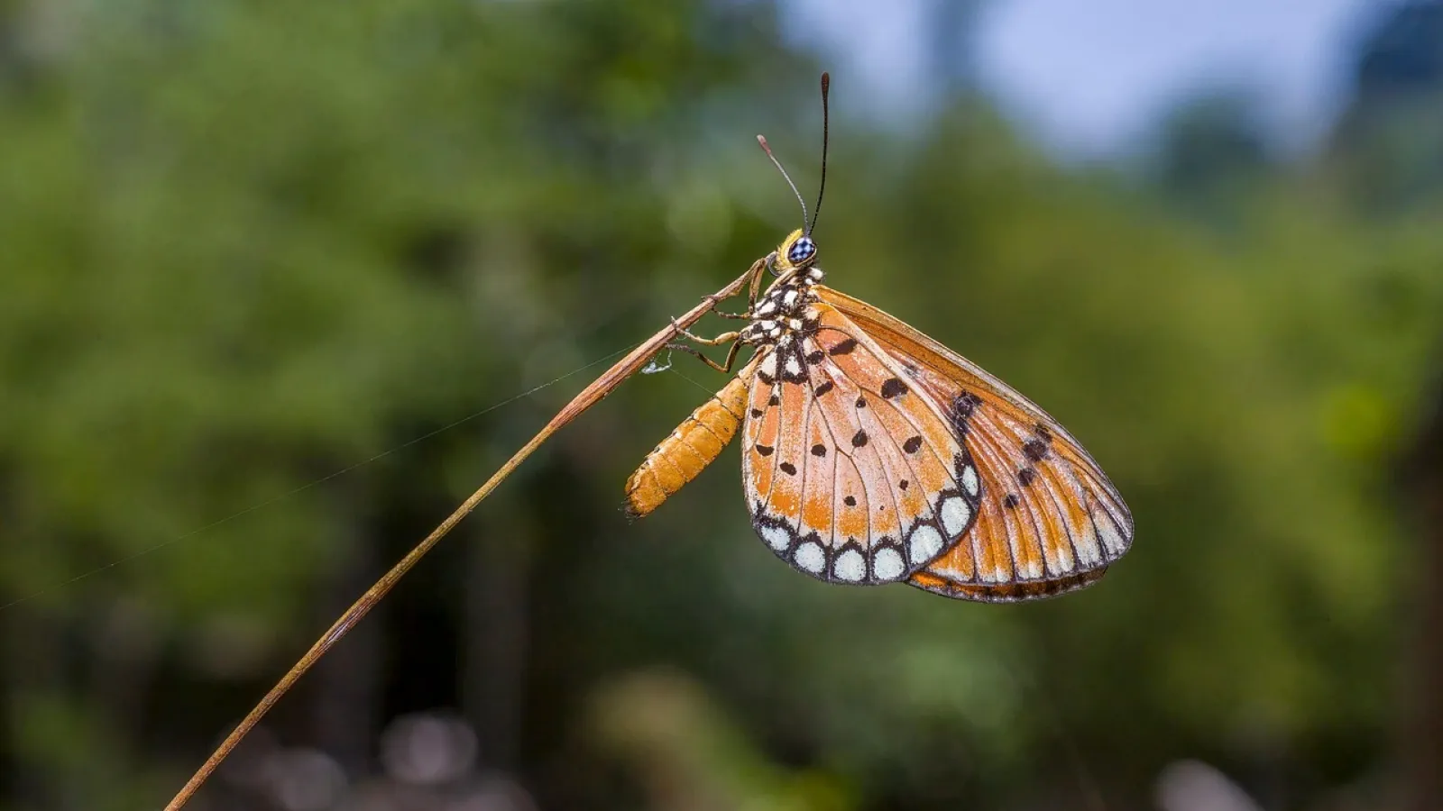 Tawny Coster (Acraea terpsicore)