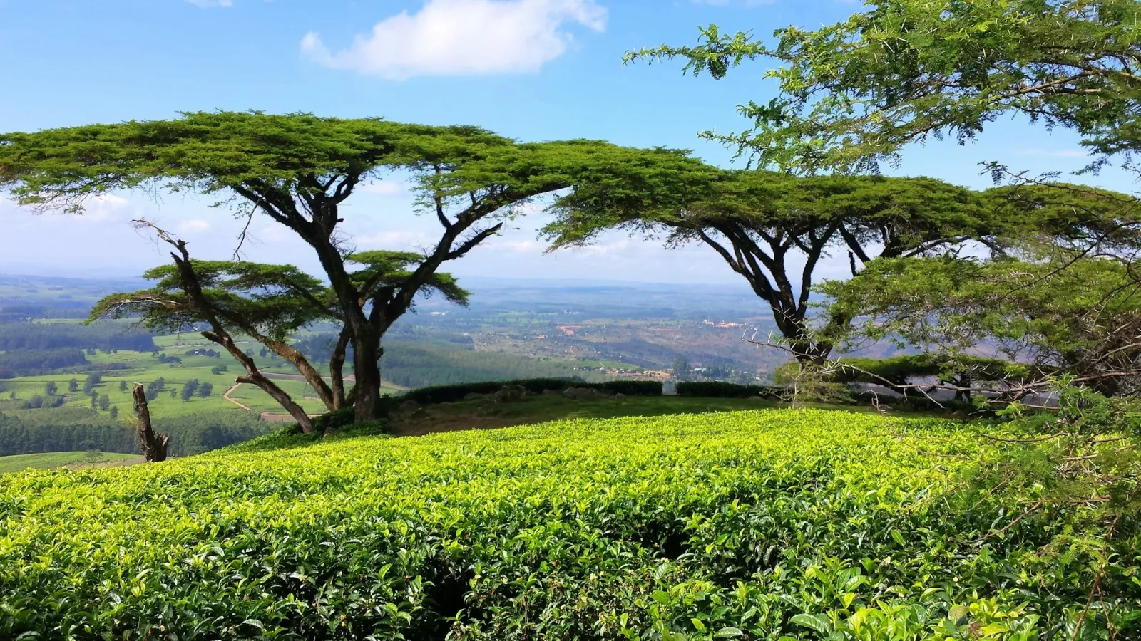 Tea plantation in Africa with acacia trees overlooking a valley featured