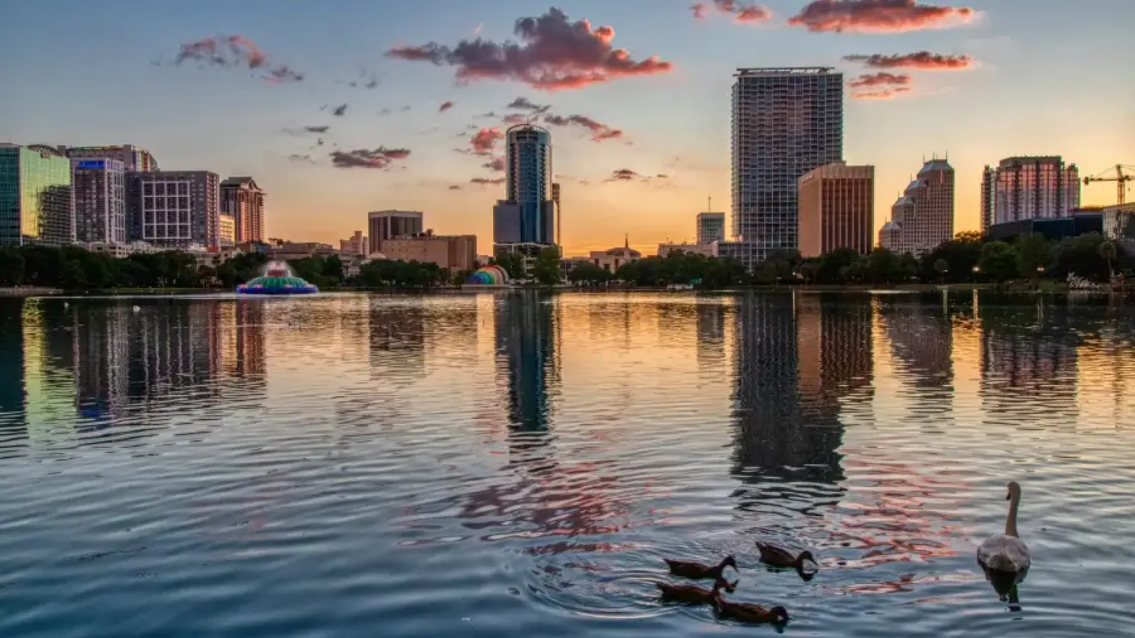 Orlando FL skyline at sunset reflected in Lake Eola; with ducks and a swan in the foreground and a lit fountain.