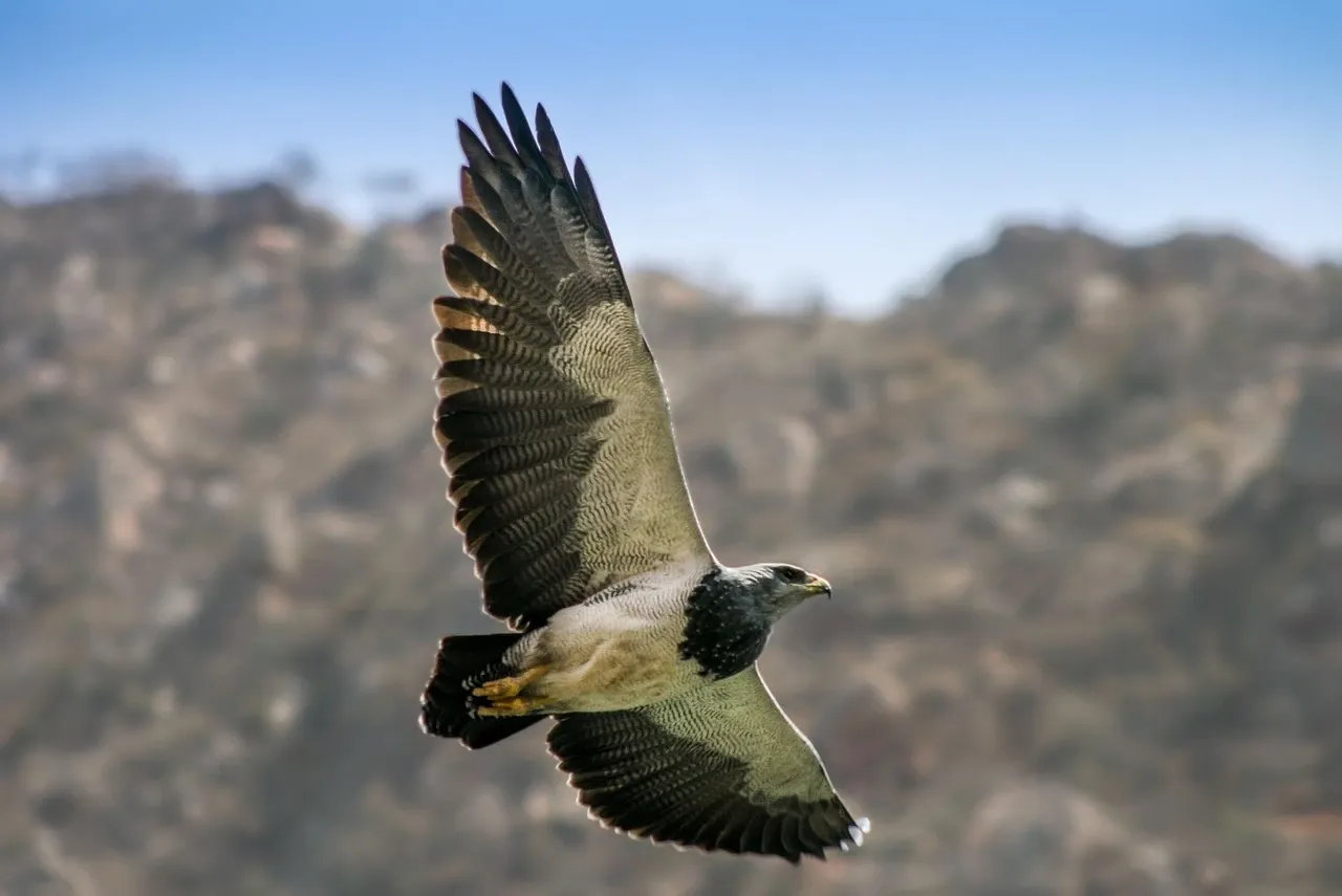 Argentina eagle featured