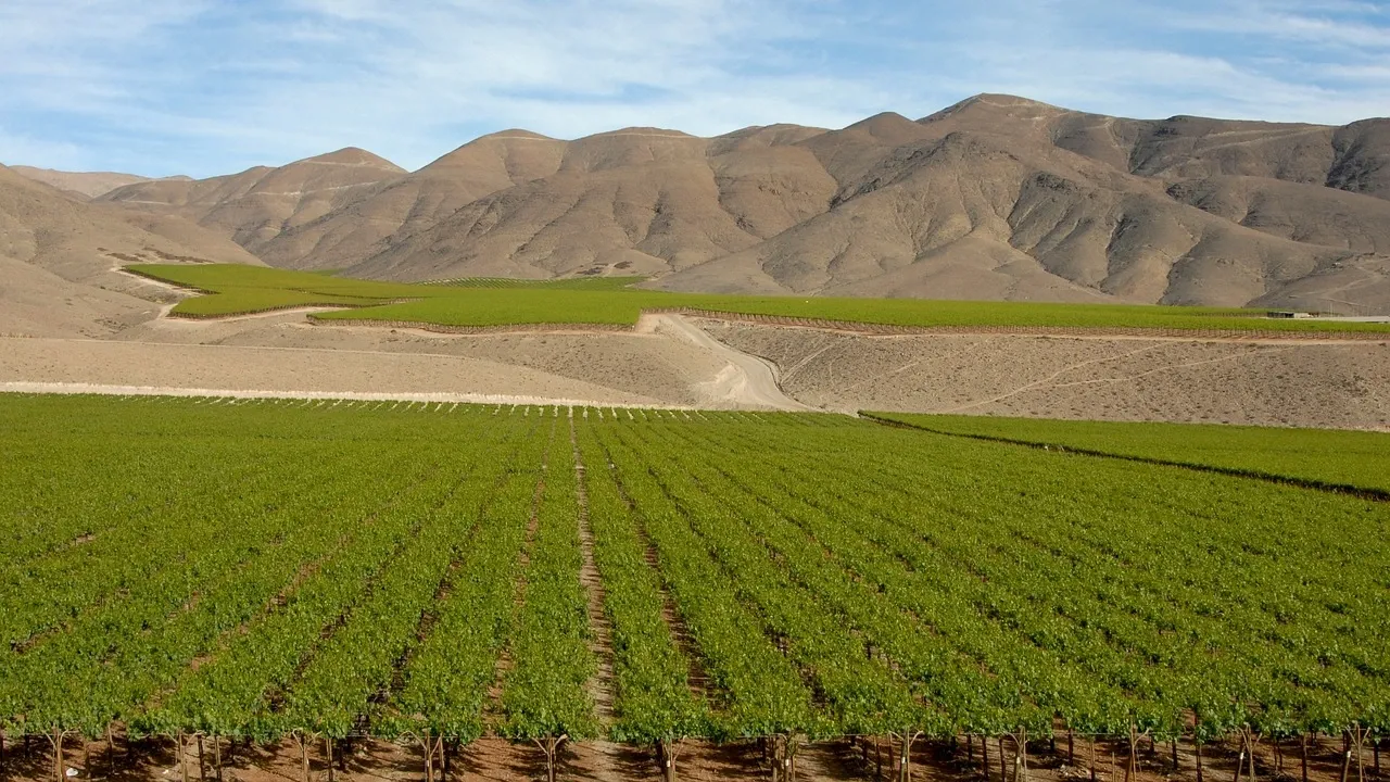 Chile greens featured