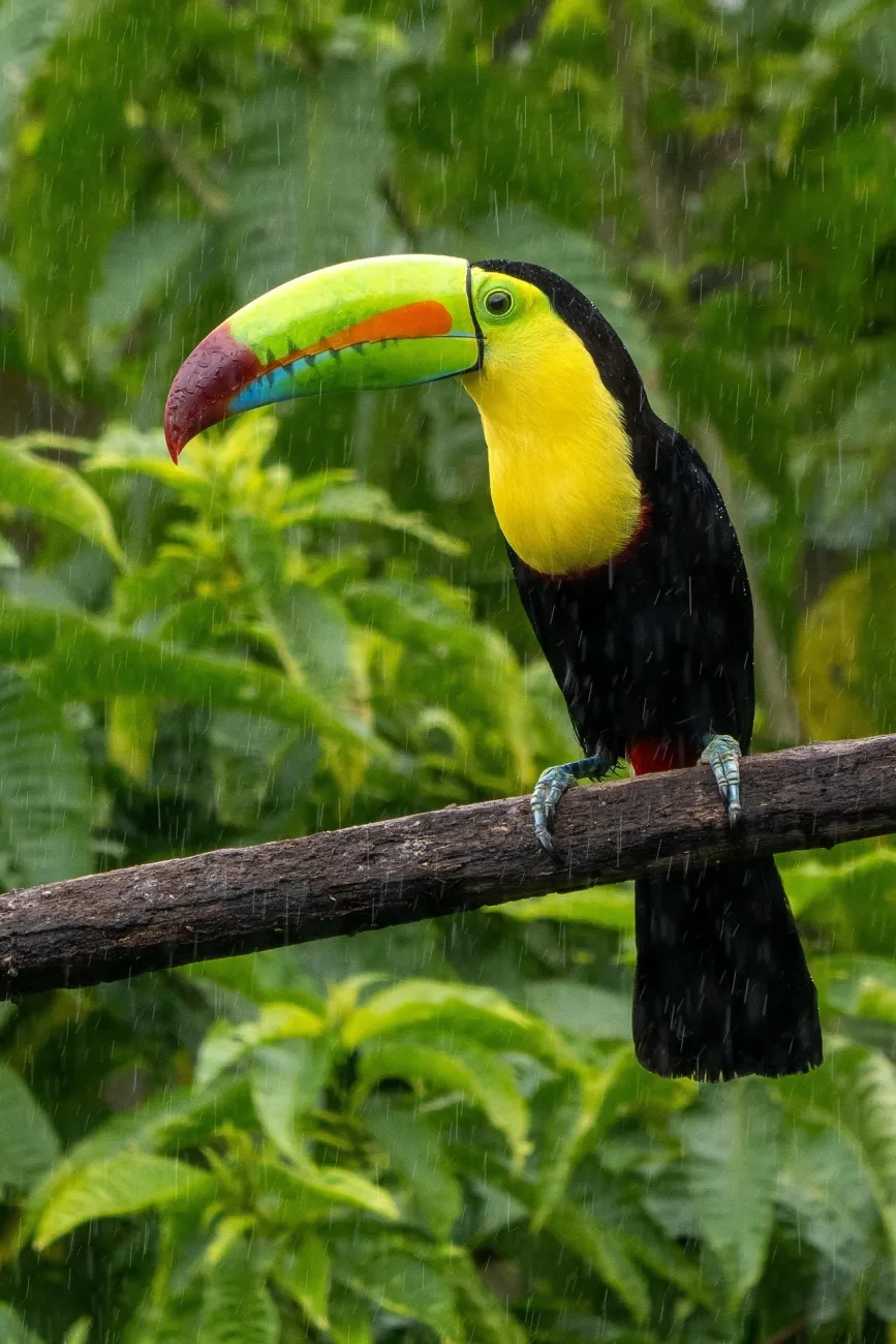 Costa rica bird featured