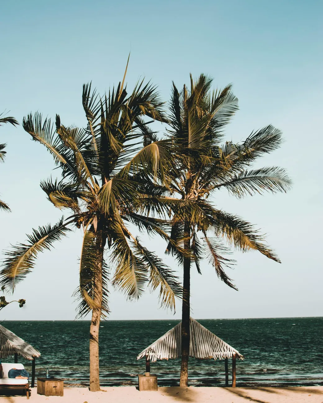 Kenya palm trees