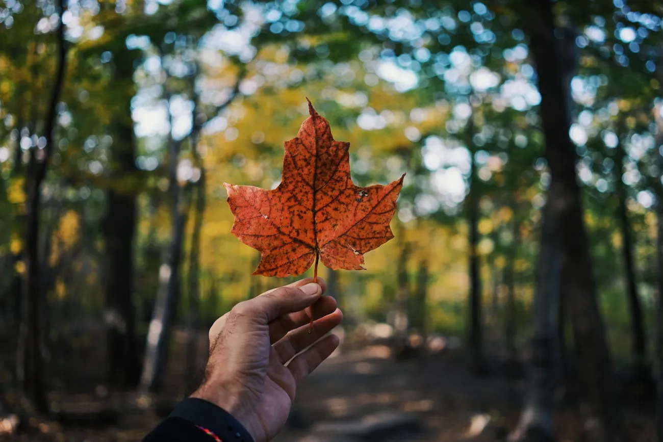 A marple leaf