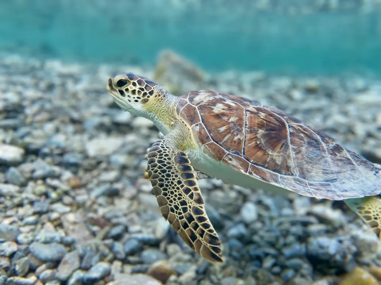 Sea turtle mexico