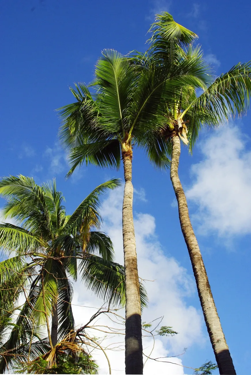 Several palm trees