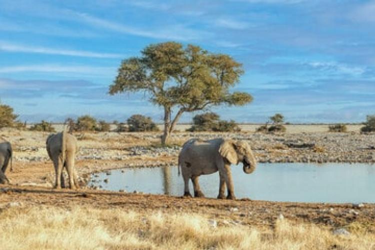 Elephant in Savannah