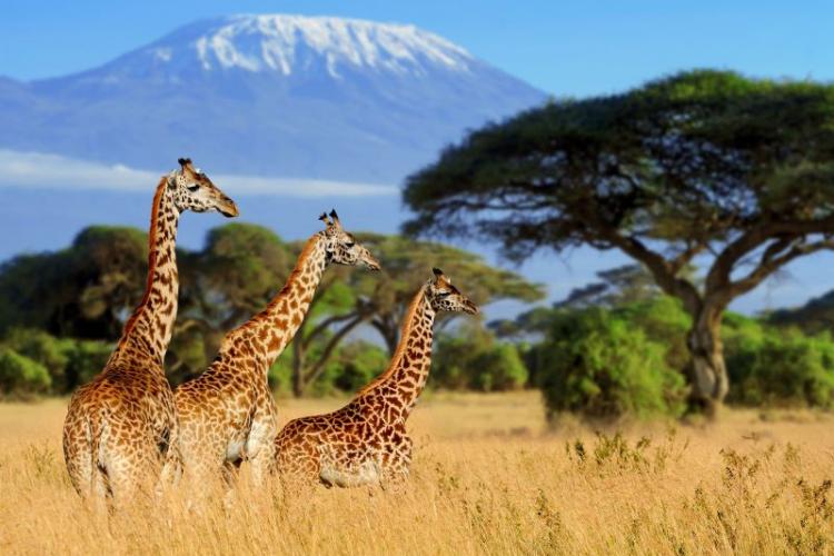 Three Giraffes Grazing