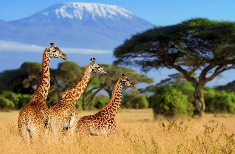 Three Giraffes Grazing