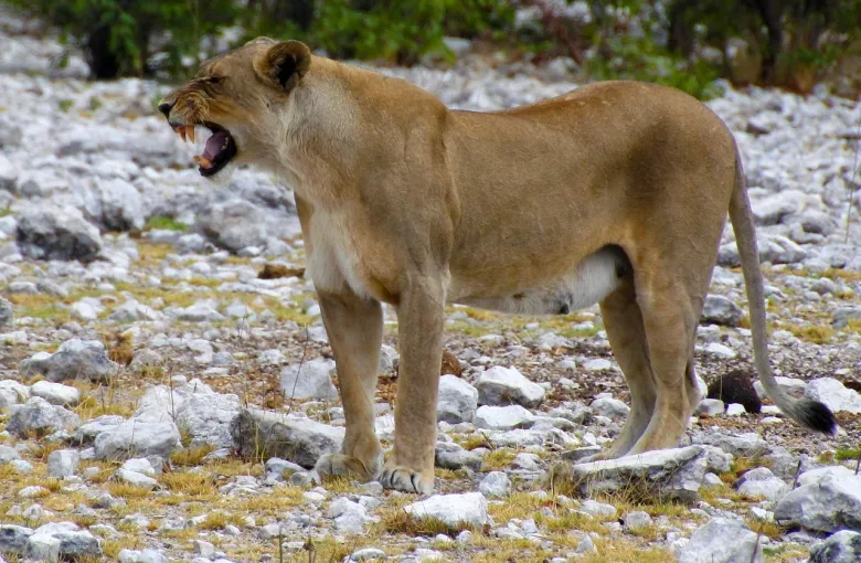 Lioness in Etosha National Park, Namibia