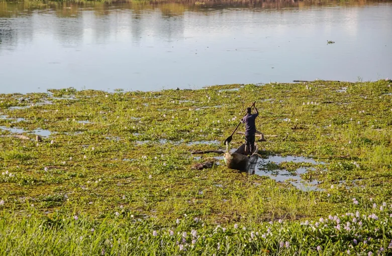 A man in a small boat poling through a river covered in water hyacinth plants in Maamba, Zambia