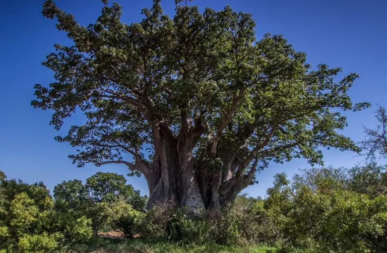 African baobab tree for a destination guide