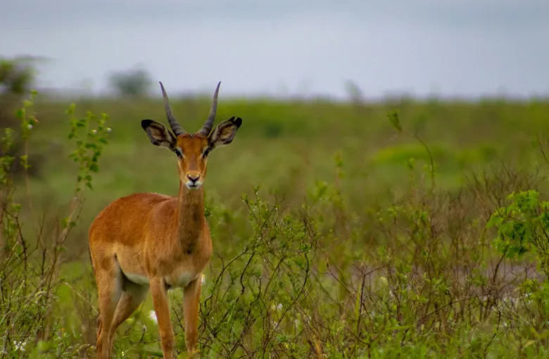 An impala antelope standing in a grassy field for sports travel content