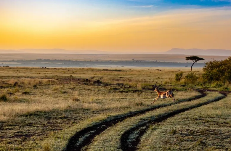Antelope in Kenya for a destination guide