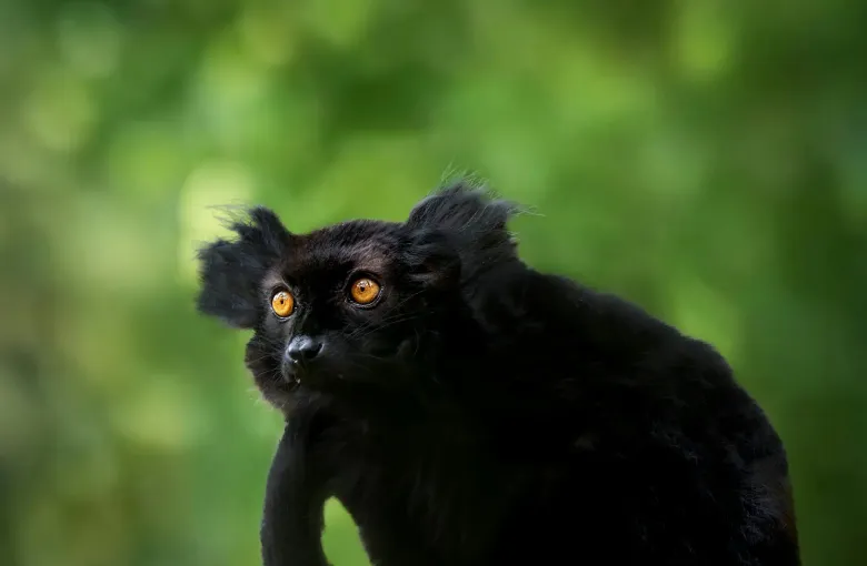Black lemur in Mantadia National Park for a destination guide