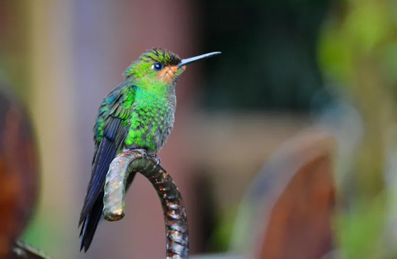 A hummingbird among foliage in Costa Rica.