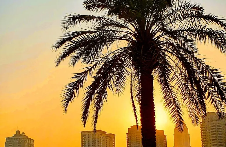 A palm tree silhouetted against the Doha skyline at sunset.
