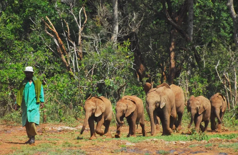 Elephants Herd for a safari experience