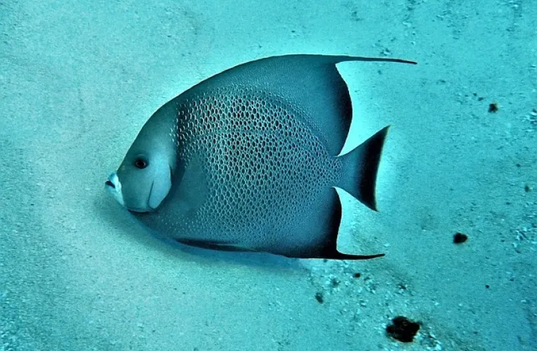 Gray Angelfish for a destination guide