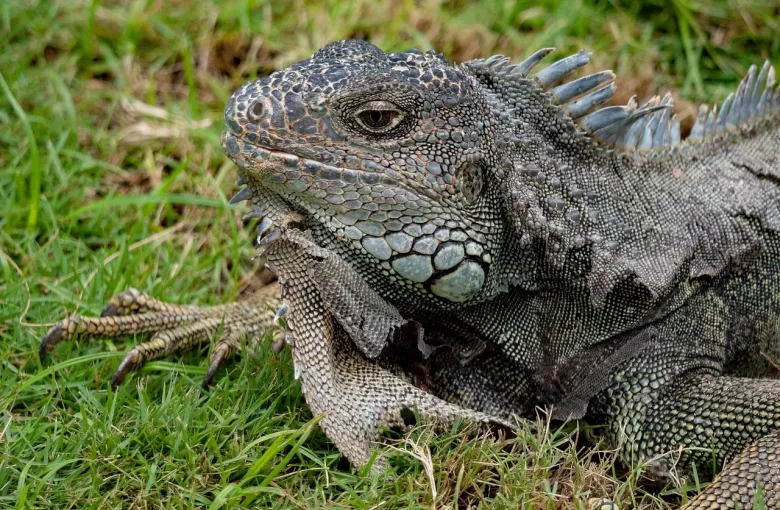 Green Iguana