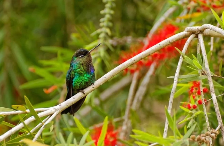 A green hummingbird perched on a flowering branch in Costa Rica.