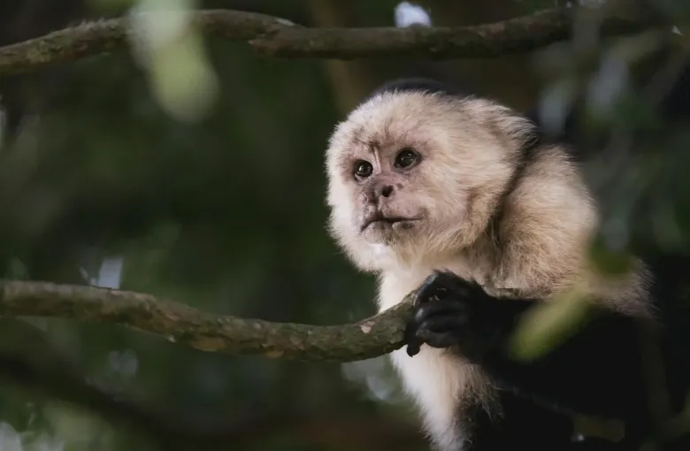A white-faced capuchin monkey sitting on a branch in Costa Rican forest.