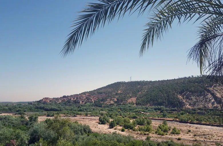 Date palms in the foreground framing a green valley oasis below arid hills.