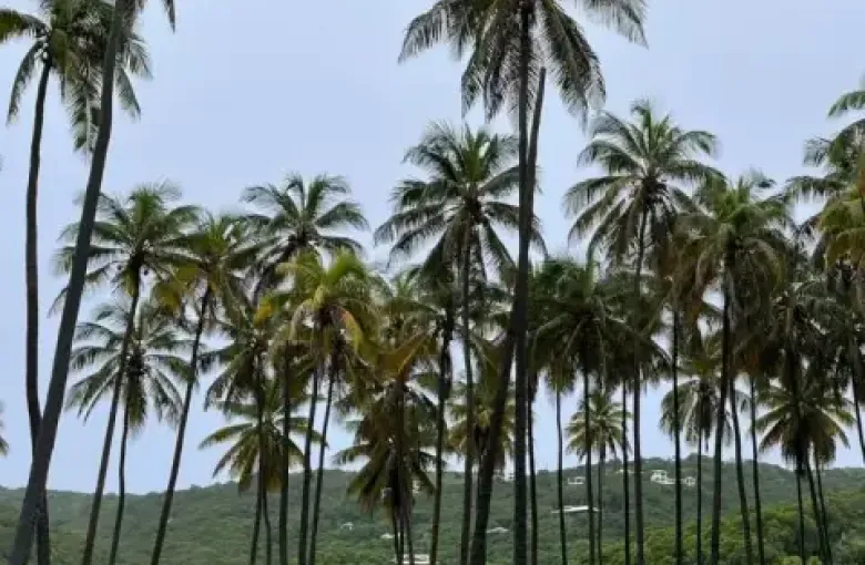 Palm trees in Saint Vincent and the Grenadines featured