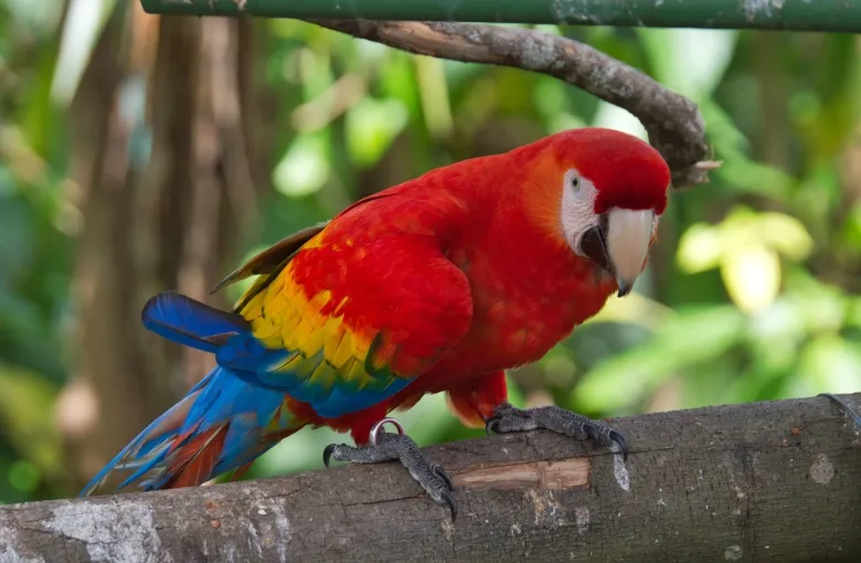 A scarlet macaw perched on a branch in Costa Rican forest.