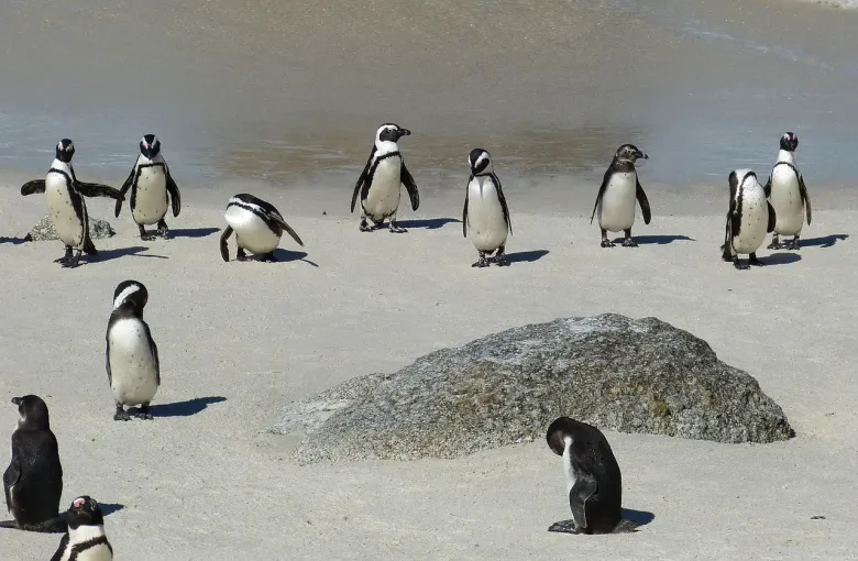 Penguins in Capetown for a destination guide