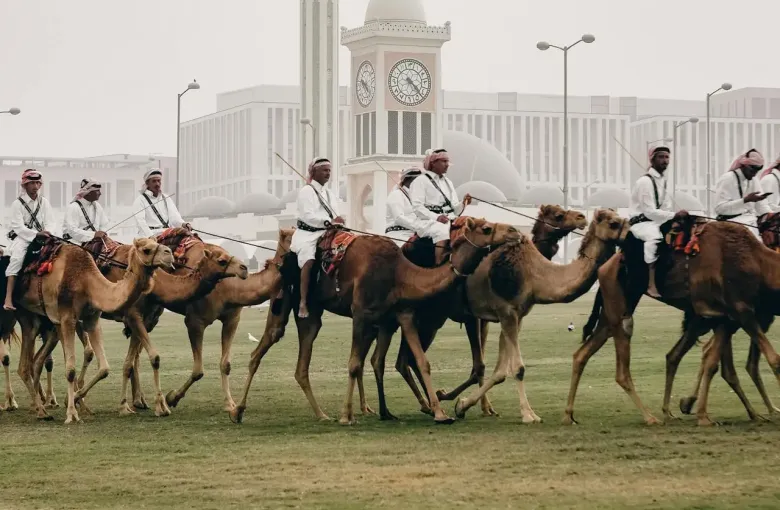 Riders leading camels in a line at a desert site in Qatar.