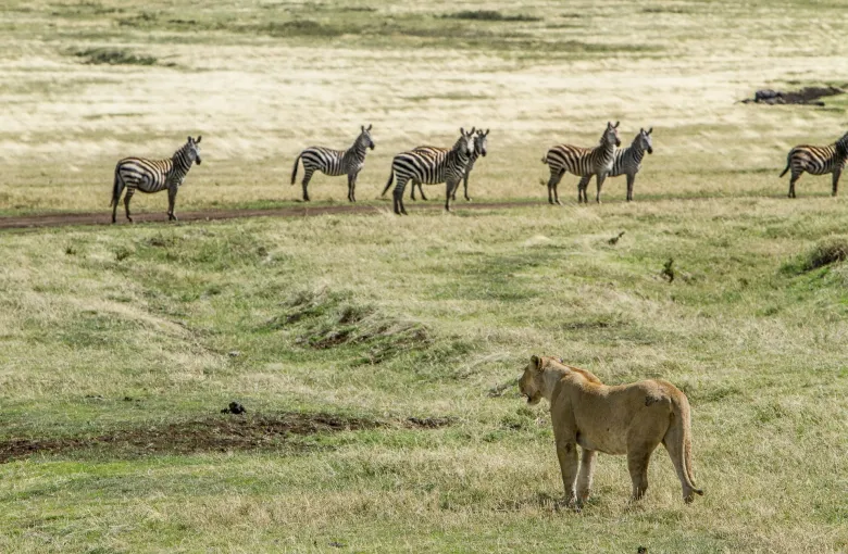 Serengeti National Park or the Ngorongoro Conservation Area in Tanzania featured