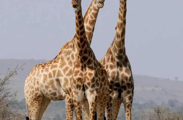 A tower of giraffes in Nairobi National Park for a safari experience
