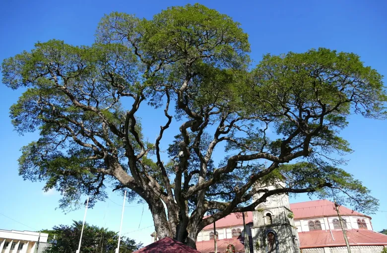 Tree for a destination guide
