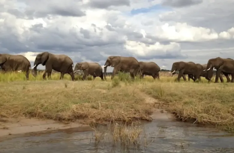 A large herd of elephants crosses an open floodplain under a heavy cloudy sky.