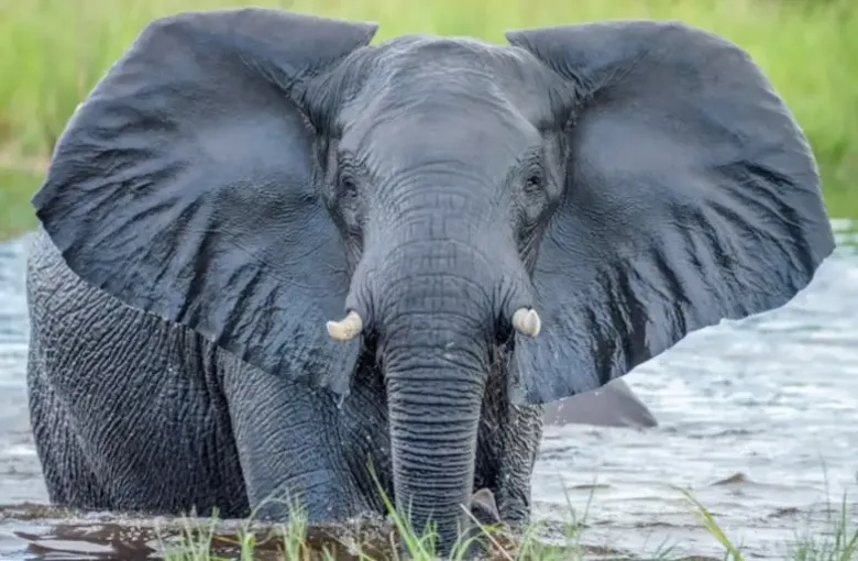 An African elephant wades chest-deep through water and turns toward the camera.