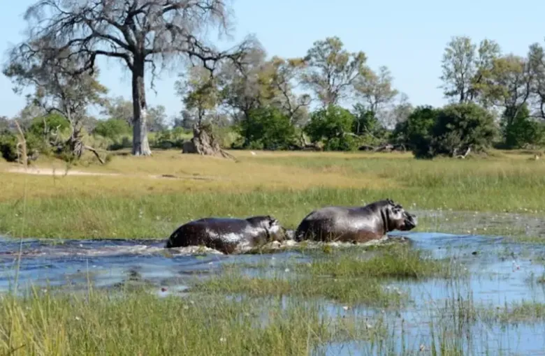 Two hippos rest in a shallow delta channel fringed with grass and trees.